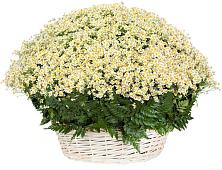 Цветочная композиция из Ромашки в корзине #REPLACE_PRED# Станция Скуратово